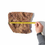 Authentic Moroccan Crinoid Fossil – Rare Prehistoric Sea Lily - Image 5