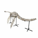 Museum-quality 6 meter (236 inch) Plesiosaurus skeleton fossil from Late Jurassic Morocco, professionally mounted marine reptile display with elongated neck and articulated paddle limbs