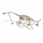 Museum-quality 6 meter (236 inch) Plesiosaurus skeleton fossil from Late Jurassic Morocco, professionally mounted marine reptile display with elongated neck and articulated paddle limbs
