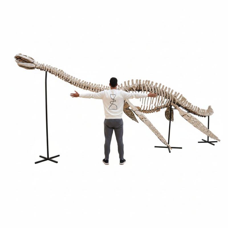 Museum-quality 6 meter (236 inch) Plesiosaurus skeleton fossil from Late Jurassic Morocco, professionally mounted marine reptile display with elongated neck and articulated paddle limbs