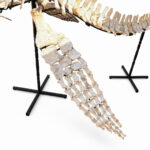 Museum-quality 6 meter (236 inch) Plesiosaurus skeleton fossil from Late Jurassic Morocco, professionally mounted marine reptile display with elongated neck and articulated paddle limbs