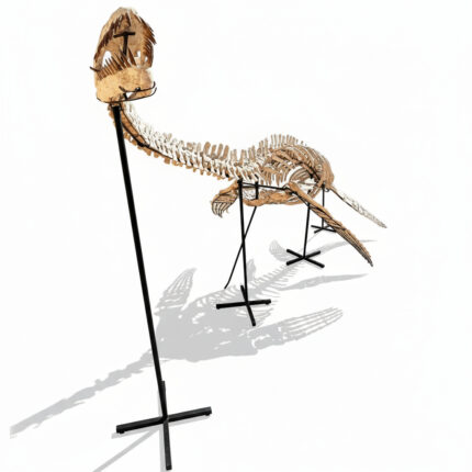 Museum-quality 6 meter (236 inch) Plesiosaurus skeleton fossil from Late Jurassic Morocco, professionally mounted marine reptile display with elongated neck and articulated paddle limbs