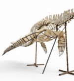 Museum-quality 6 meter (236 inch) Plesiosaurus skeleton fossil from Late Jurassic Morocco, professionally mounted marine reptile display with elongated neck and articulated paddle limbs