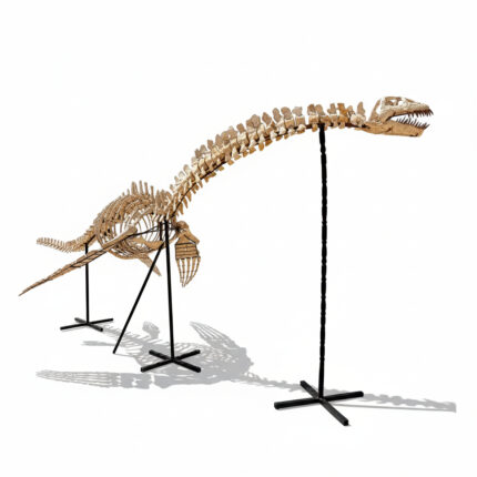 Museum-quality 6 meter (236 inch) Plesiosaurus skeleton fossil from Late Jurassic Morocco, professionally mounted marine reptile display with elongated neck and articulated paddle limbs
