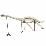 Museum-quality 6 meter (236 inch) Plesiosaurus skeleton fossil from Late Jurassic Morocco, professionally mounted marine reptile display with elongated neck and articulated paddle limbs