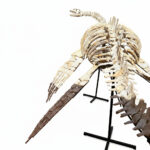 Museum-quality 6 meter (236 inch) Plesiosaurus skeleton fossil from Late Jurassic Morocco, professionally mounted marine reptile display with elongated neck and articulated paddle limbs
