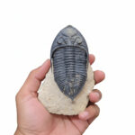 Side view of a Metacanthina trilobite fossil highlighting thorax and pygidium detail with museum-grade preservation.