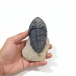 Side view of a Metacanthina trilobite fossil highlighting thorax and pygidium detail with museum-grade preservation.