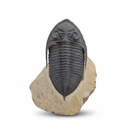 Side view of a Metacanthina trilobite fossil highlighting thorax and pygidium detail with museum-grade preservation.