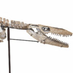 4 meter Mosasaur skeleton fossil from Morocco, museum-grade marine reptile specimen