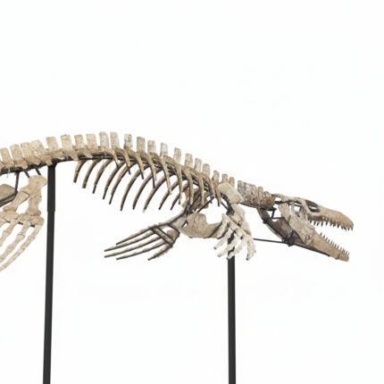 4 meter Mosasaur skeleton fossil from Morocco, museum-grade marine reptile specimen