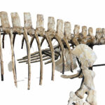 4 meter Mosasaur skeleton fossil from Morocco, museum-grade marine reptile specimen