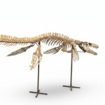 4 meter Mosasaur skeleton fossil from Morocco, museum-grade marine reptile specimen