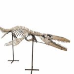 4 meter Mosasaur skeleton fossil from Morocco, museum-grade marine reptile specimen