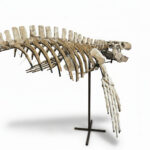 4 meter Mosasaur skeleton fossil from Morocco, museum-grade marine reptile specimen