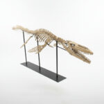 4 meter Mosasaur skeleton fossil from Morocco, museum-grade marine reptile specimen