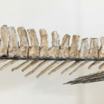 4 meter Mosasaur skeleton fossil from Morocco, museum-grade marine reptile specimen