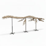 4 meter Mosasaur skeleton fossil from Morocco, museum-grade marine reptile specimen