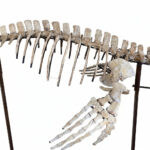 4 meter Mosasaur skeleton fossil from Morocco, museum-grade marine reptile specimen