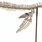 4 meter Mosasaur skeleton fossil from Morocco, museum-grade marine reptile specimen