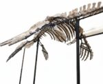 4 meter Mosasaur skeleton fossil from Morocco, museum-grade marine reptile specimen