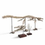 4 meter Mosasaur skeleton fossil from Morocco, museum-grade marine reptile specimen