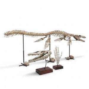 4 meter Mosasaur skeleton fossil from Morocco, museum-grade marine reptile specimen