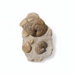 Natural Moroccan Jurassic ammonite fossil cluster (Perisphinctes sp.) preserved in limestone matrix showing multiple spiral shells