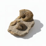 Natural Moroccan Jurassic ammonite fossil cluster (Perisphinctes sp.) preserved in limestone matrix showing multiple spiral shells