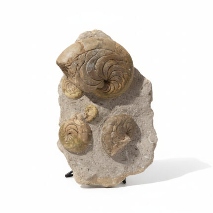 Natural Moroccan Jurassic ammonite fossil cluster (Perisphinctes sp.) preserved in limestone matrix showing multiple spiral shells