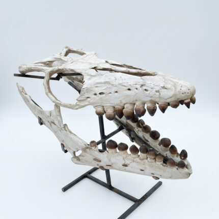 Fossilized skull of Globidens, a rare marine mosasaur from the Late Cretaceous, showing teeth and jaw structure, ideal for collectors and museums