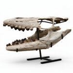 Fossilized skull of Globidens, a rare marine mosasaur from the Late Cretaceous, showing teeth and jaw structure, ideal for collectors and museums