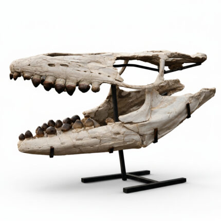 Fossilized skull of Globidens, a rare marine mosasaur from the Late Cretaceous, showing teeth and jaw structure, ideal for collectors and museums