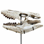 Fossilized skull of Globidens, a rare marine mosasaur from the Late Cretaceous, showing teeth and jaw structure, ideal for collectors and museums