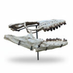 Fossilized skull of Globidens, a rare marine mosasaur from the Late Cretaceous, showing teeth and jaw structure, ideal for collectors and museums