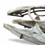 Fossilized skull of Globidens, a rare marine mosasaur from the Late Cretaceous, showing teeth and jaw structure, ideal for collectors and museums