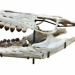 Fossilized skull of Globidens, a rare marine mosasaur from the Late Cretaceous, showing teeth and jaw structure, ideal for collectors and museums