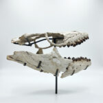 Fossilized skull of Globidens, a rare marine mosasaur from the Late Cretaceous, showing teeth and jaw structure, ideal for collectors and museums