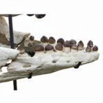 Fossilized skull of Globidens, a rare marine mosasaur from the Late Cretaceous, showing teeth and jaw structure, ideal for collectors and museums