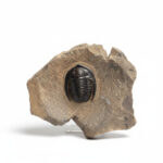 Cornuproetus trilobite fossil preserved on natural rock matrix from Morocco