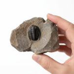 Cornuproetus trilobite fossil preserved on natural rock matrix from Morocco