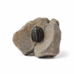 Cornuproetus trilobite fossil preserved on natural rock matrix from Morocco