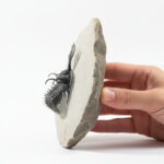 Walliserops Hammi Trilobite Fossil – Devonian Specimen - Image 2