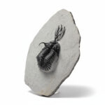 Walliserops Hammi Trilobite Fossil – Devonian Specimen