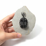 Walliserops Hammi Trilobite Fossil – Devonian Specimen - Image 5