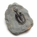 Walliserops Hammi Trilobite Fossil – Rare Collector Specimen
