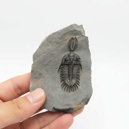 Walliserops Hammi Trilobite Fossil – Rare Collector Specimen