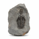Walliserops Hammi Trilobite Fossil – Rare Collector Specimen