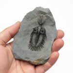 Walliserops Hammi Trilobite Fossil – Rare Collector Specimen