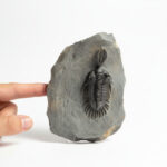 Walliserops Hammi Trilobite Fossil – Rare Collector Specimen